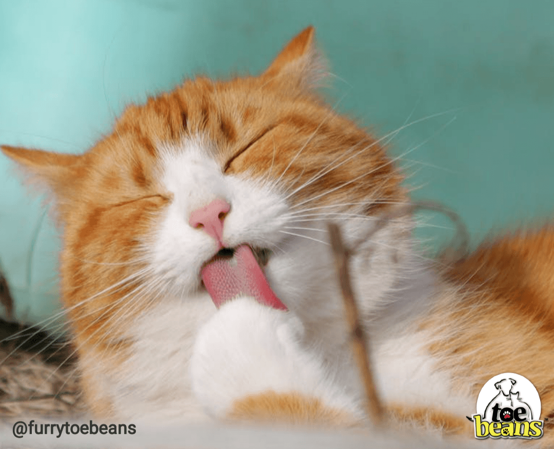 Pet Wipes: How to Pick Safe and Non-Toxic Pet Wipes - Guide