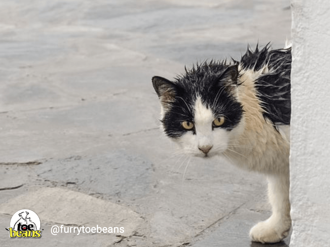 Cat Obsession With Toilet: A Funny Tail from our Fur Baby