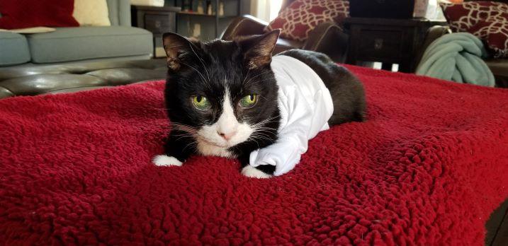 Old Cats and Cancer: A Short Cat Cancer Story