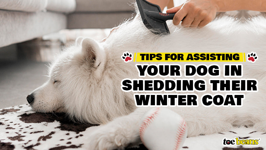 Tips for Assisting Your Dog in Shedding Their Winter Coat