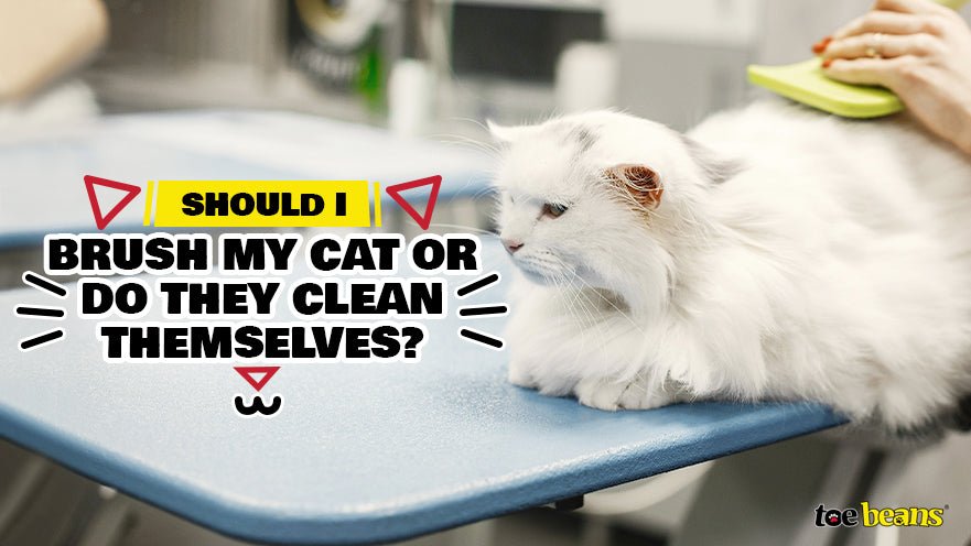 Should I Brush My Cat or Do They Clean Themselves? by toe beans