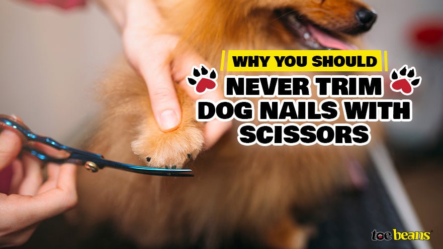 Dog getting claws clipped by toe beans