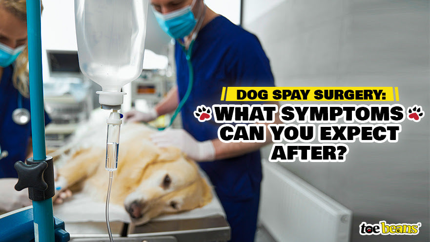 Dog Spay Surgery: What Symptoms Can You Expect After?