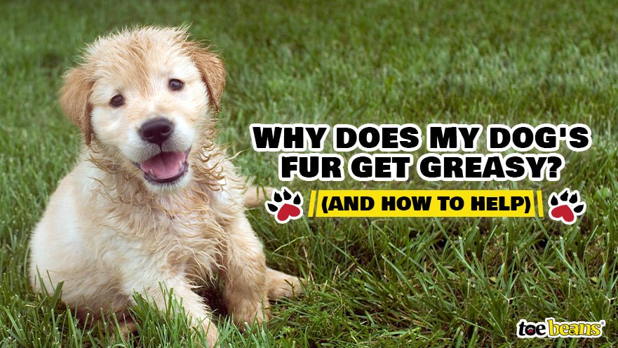 puppy on grass by toe beans
