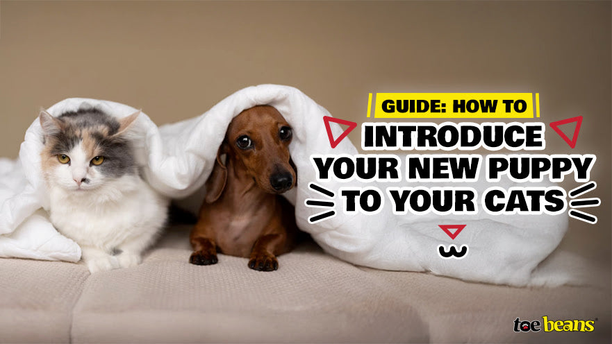 Guide: How to Introduce Your New Puppy to Your Cats