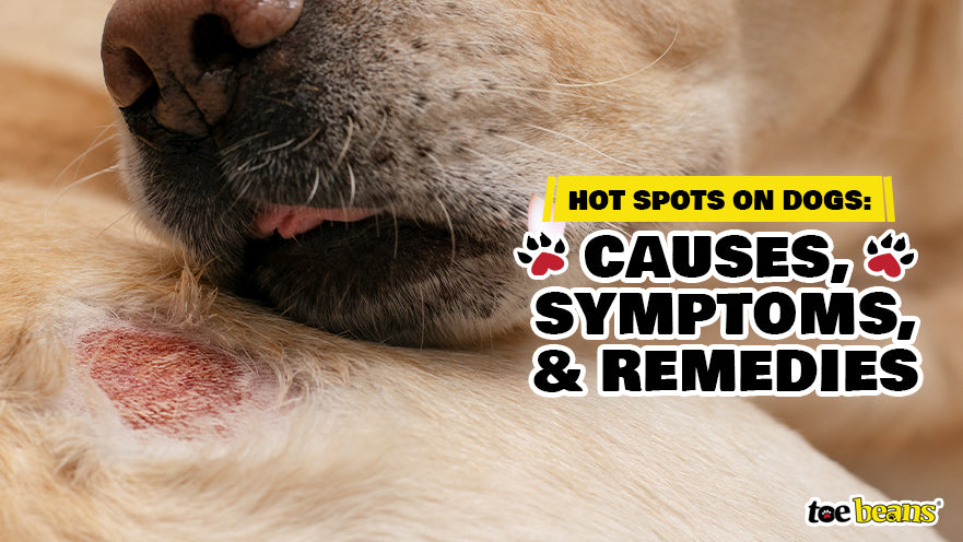 Causes, Symptoms, and Remedies of hot spots on Dogs by toe beans