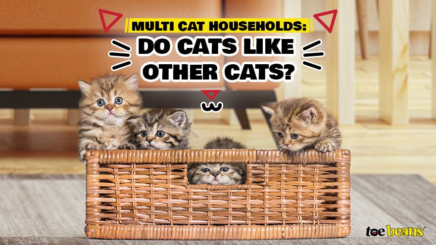 Multi Cat Households: Do Cats Like Other Cats?