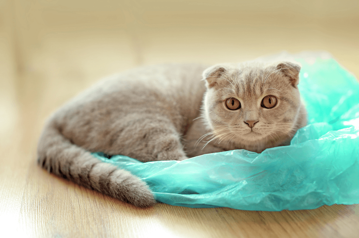 9 Reasons Why Single-Use Plastic is Harmful by toe beans