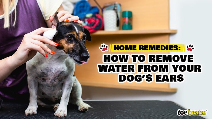Home Remedies: How to Remove Water from Your Dog’s Ears
