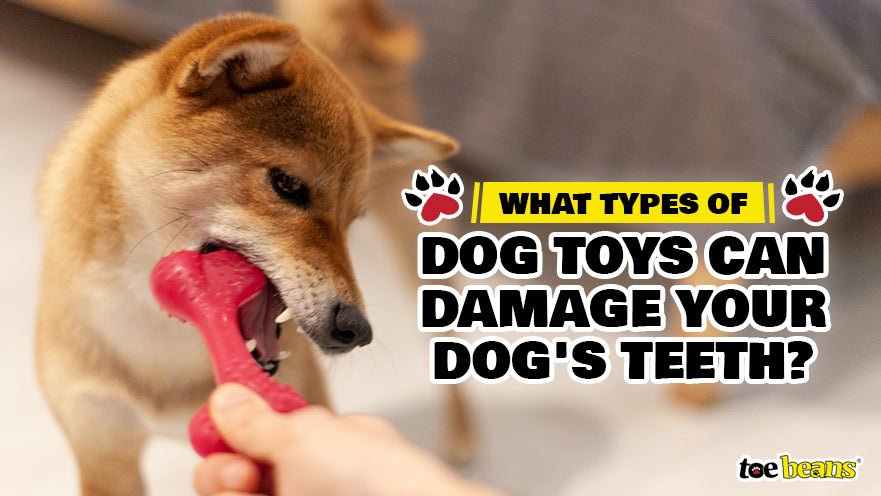 What Types of Dog Toys Can Damage Your Dog's Teeth? by toe beans