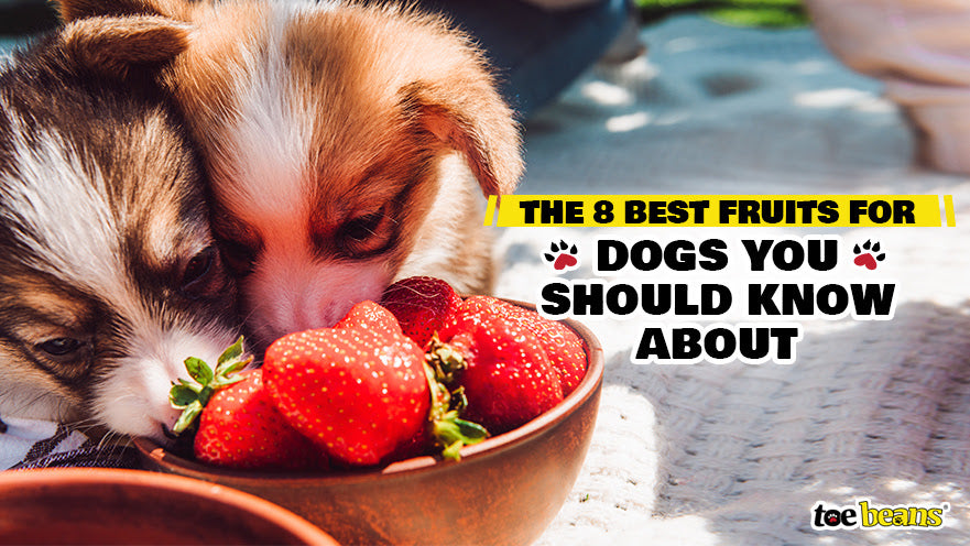 The 8 Best Fruits for Dogs You Should Know About