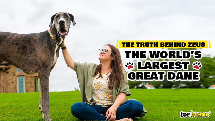 The Truth Behind Zeus, The World’s Largest Great Dane