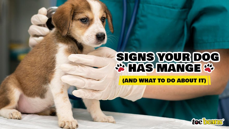 Sings your dog has mange by toe beans