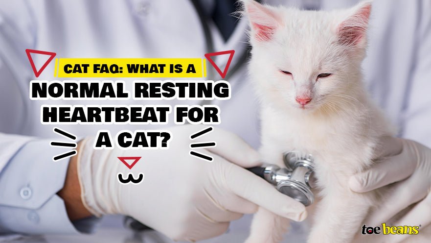Cat FAQ: What is a Normal Resting Heartbeat for a Cat?