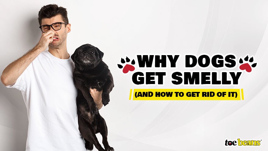 Man holding stinky dog by toe beans