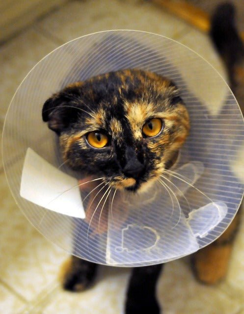Cat Spaying and Neutering: 5 Benefits of Sterilization