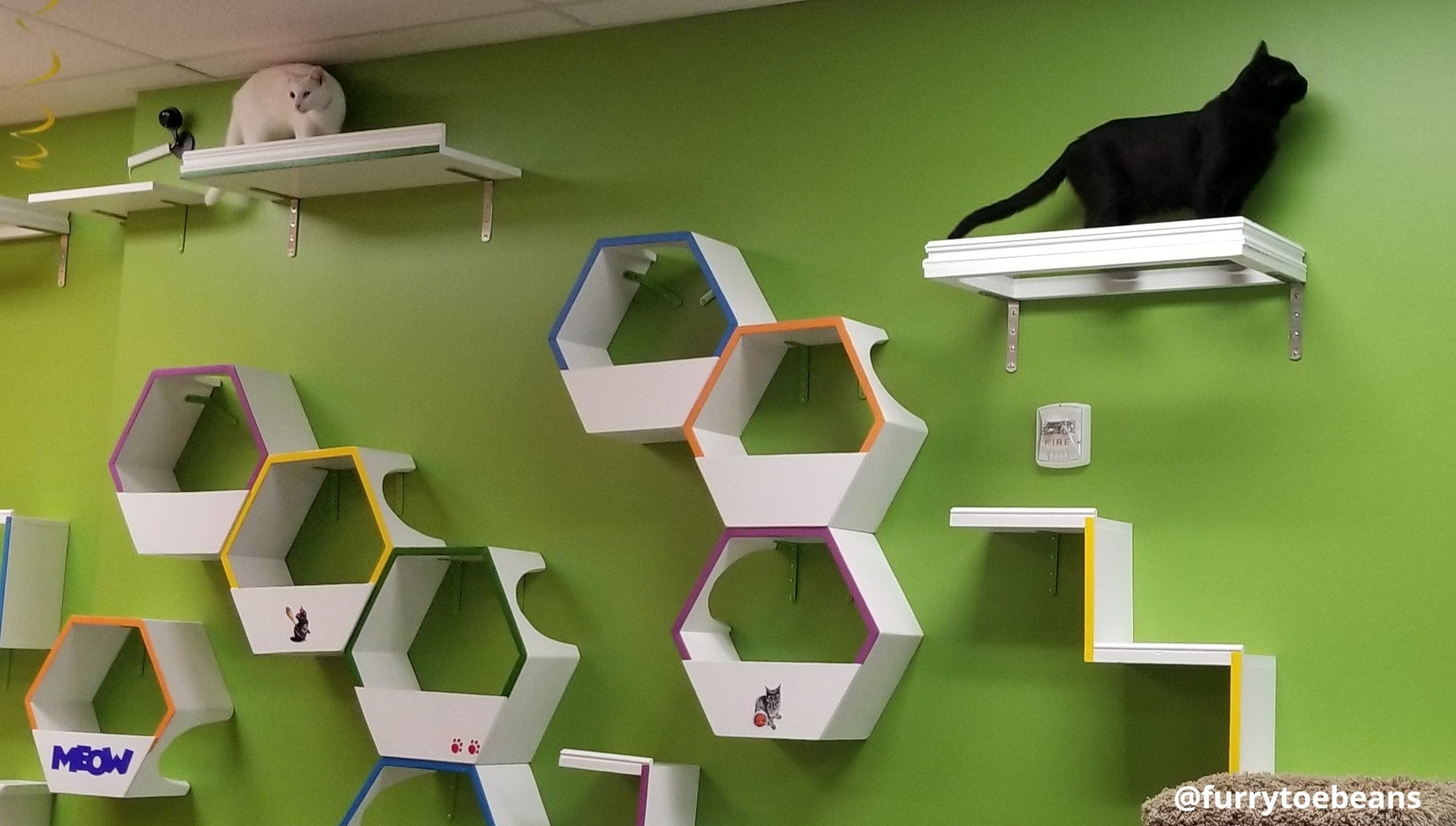 Cat Café: What to Expect On Your First Visit