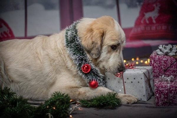 Cat and Dog Holiday Gifts: 5 Best DIY Ideas for Pet Parents by toe beans