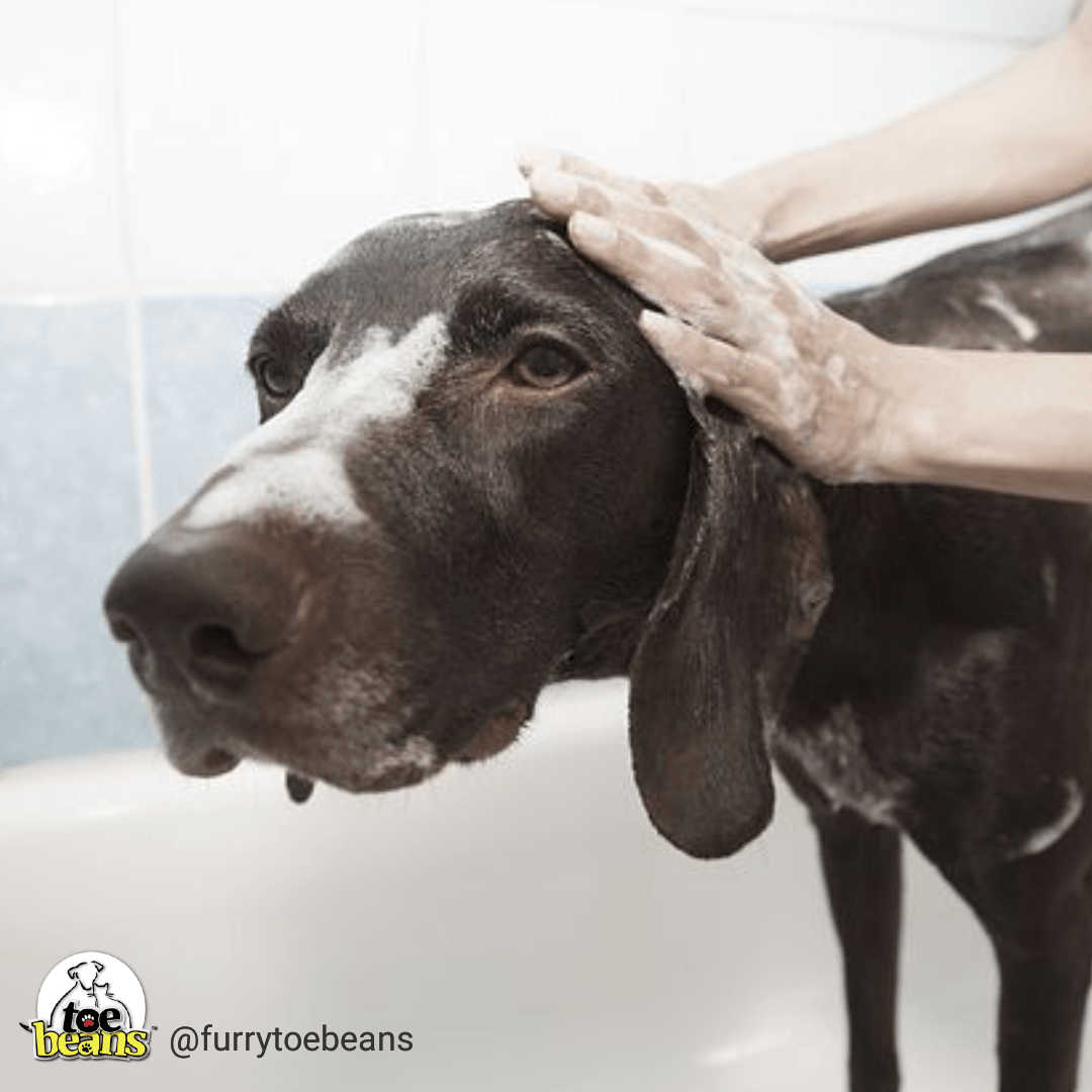 Common Situations Where Your Fur Baby Needs Help Grooming