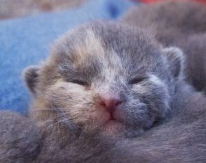 Dry Cat Food: Why I No Longer Feed it To My Cats