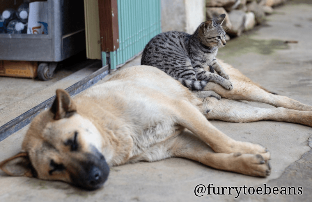 Pet Safety: How to Prepare Your Pets for an Emergency
