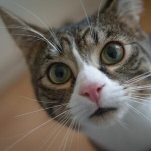 Cats 5 Senses: How Do They Compare To Humans'?