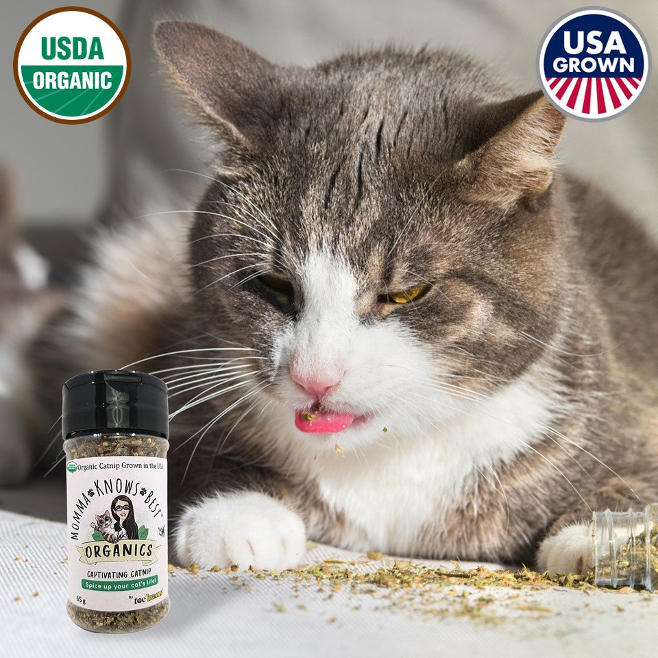 US Grown Catnip Momma Knows Best Organic Catnip Cat Playing 2