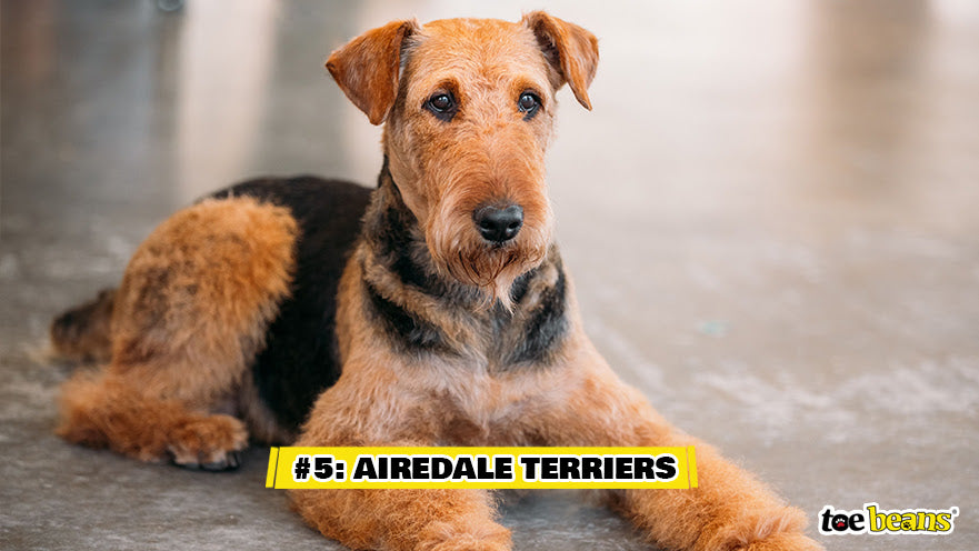 5 Airedale Terriers Image by Toe Beans