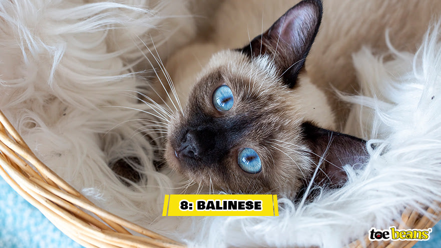 A Balinese Cat Image by Toe Beans