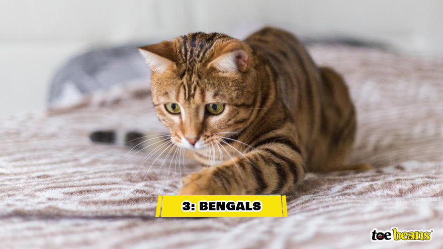 A Bengal Cat Image by Toe Beans