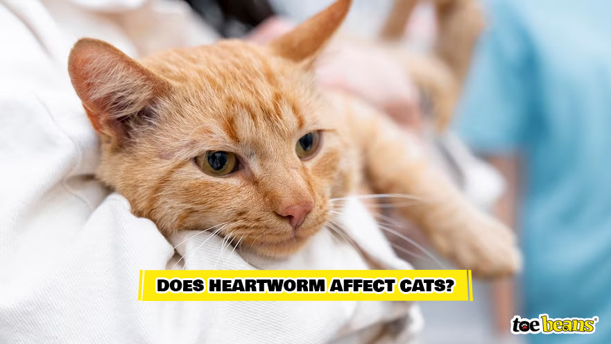A Cat Affected by Heartworm Image by Toe Beans