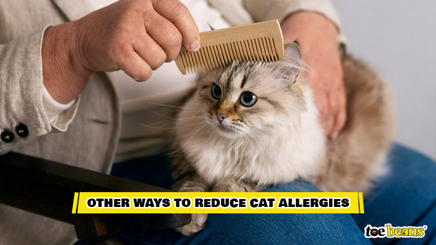 A Cat Being Brushed Image by Toe Beans