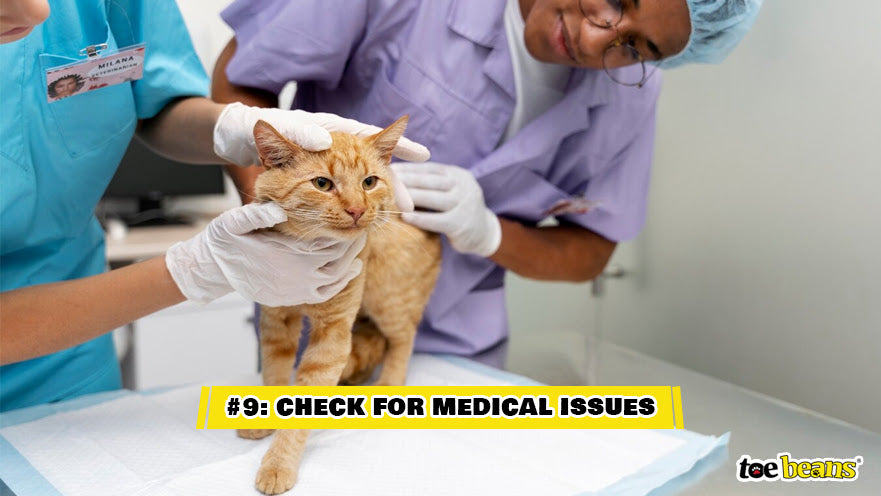 A Cat Being Checked For Medical Issues Image by Toe Beans