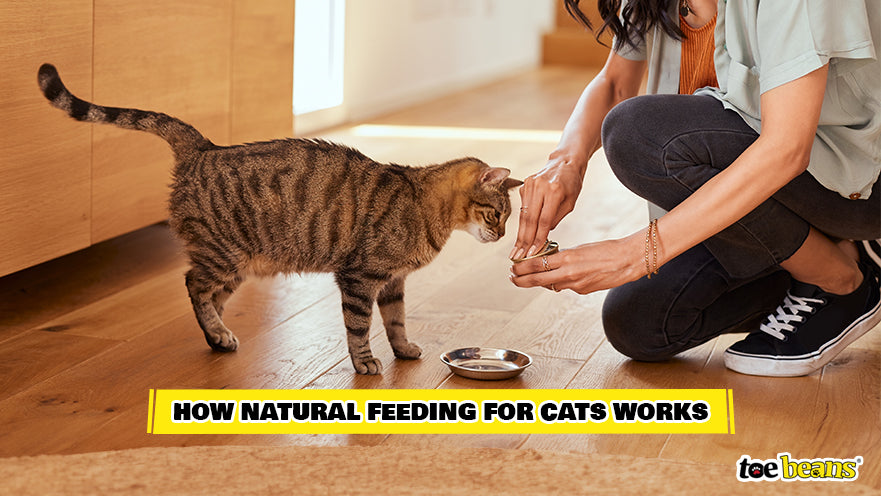 A Cat Being Fed Image by Toe Beans