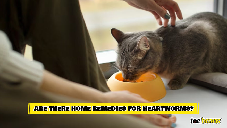 A Cat Being Helped at Home Image by Toe Beans