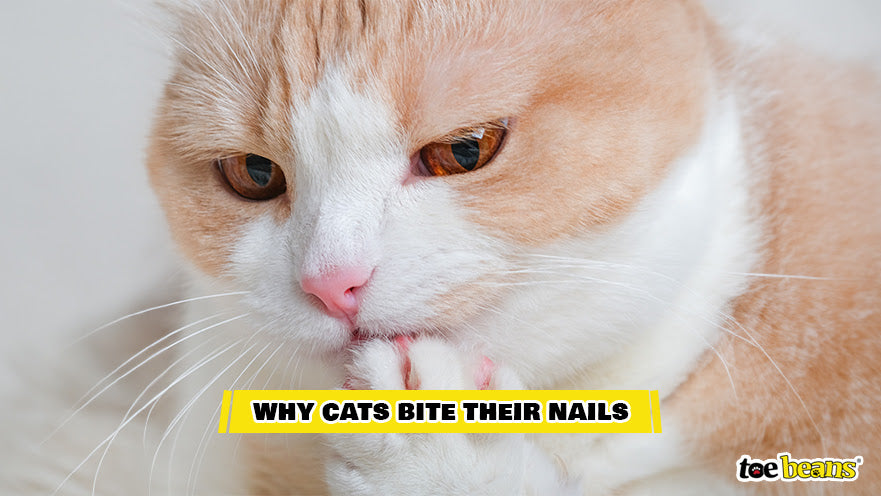 A Cat Biting Their Nails Image by Toe Beans