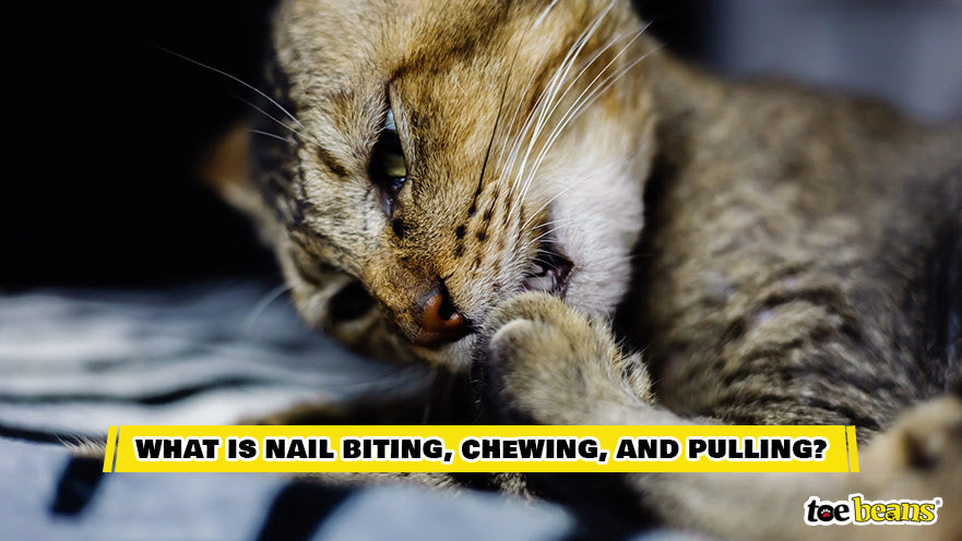 A Cat Biting and Chewing Their Nails Image by Toe Beans