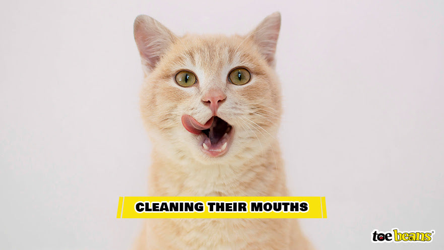 A Cat Cleaning Their Mouth Image by Toe Beans