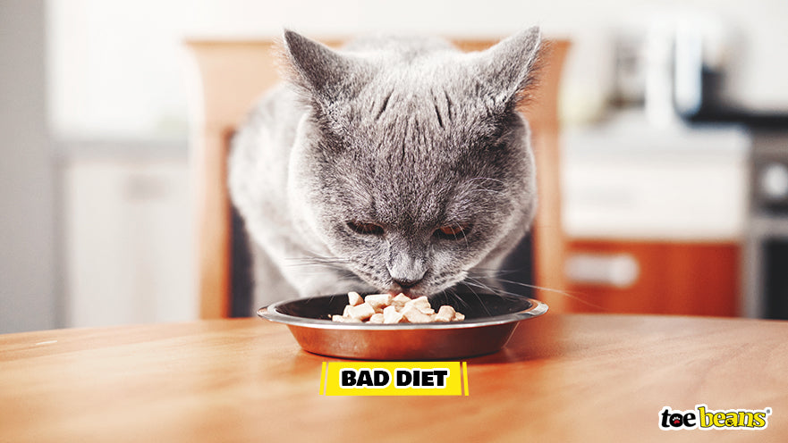 A Cat Eating Image by Toe Beans