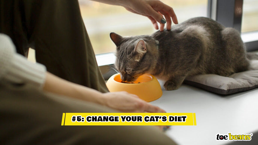A Cat Eating Food Image by Toe Beans