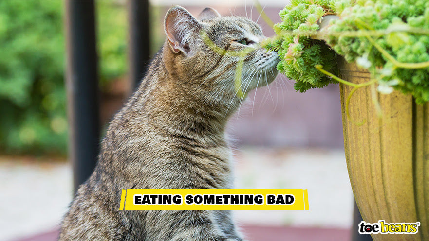 A Cat Eating a Bad Plant Image by Toe Beans