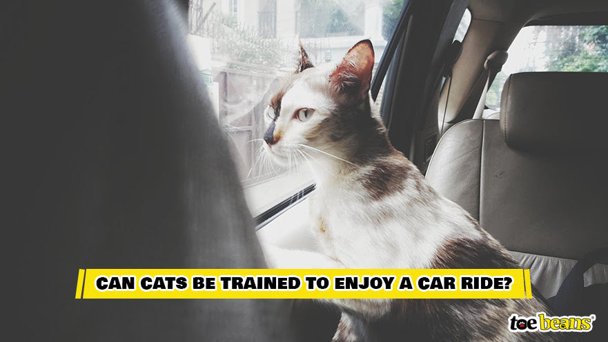 A Cat Enjoying a Car Ride Image by Toe Beans