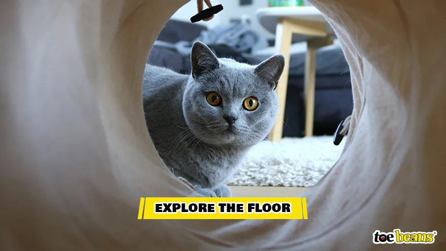 A Cat Exploring the Floor Image by Toe Beans