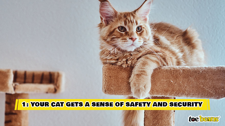A Cat Feeling Safe in a Cat Tree Image by Toe Beans