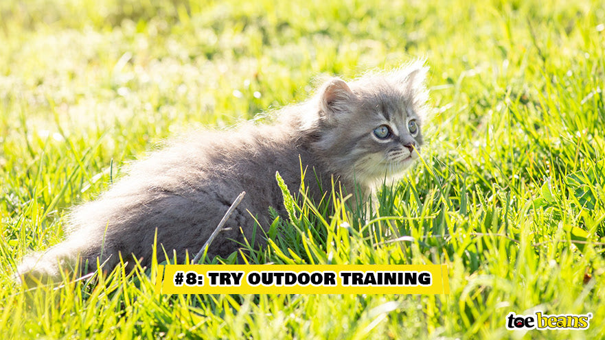 A Cat Laying In Grass Image by Toe Beans