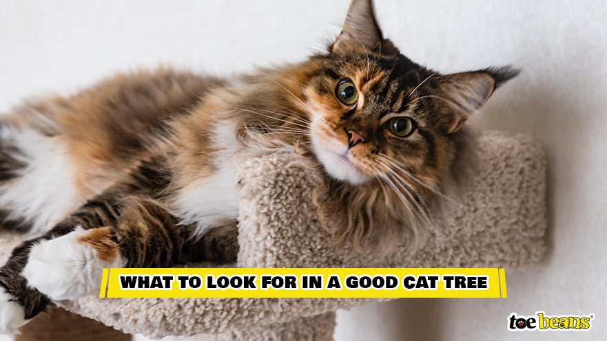 A Cat Laying in a Cat Tree Image by Toe Beans