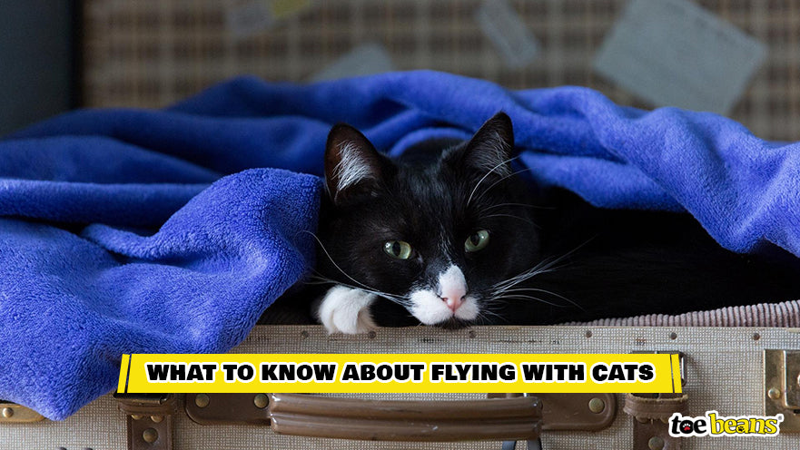 A Cat Laying in a Suitcase Image by Toe Beans