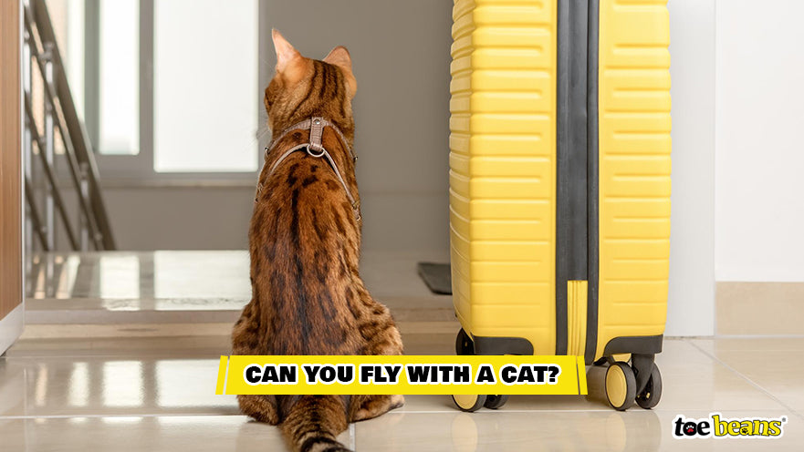 A Cat Next to a Suitcase Image by Toe Beans