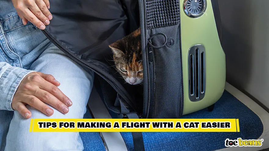 A Cat On a Flight Image by Toe Beans