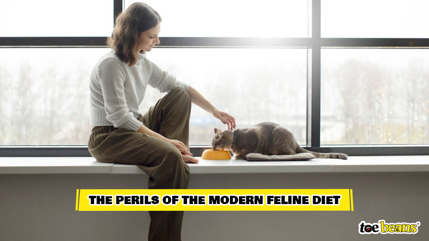 A Cat Owner Feeding Their Cat Image by Toe Beans